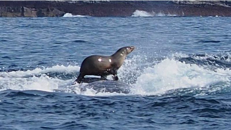 Морской котик на спине кита был замечен у берегов Австралии Морской котик на спине кита был замечен у берегов Австралии
