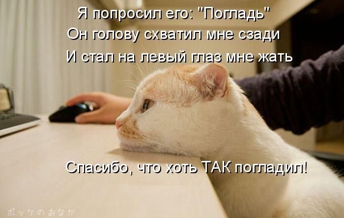 Котоматрица. Часть 2. (45 фото)