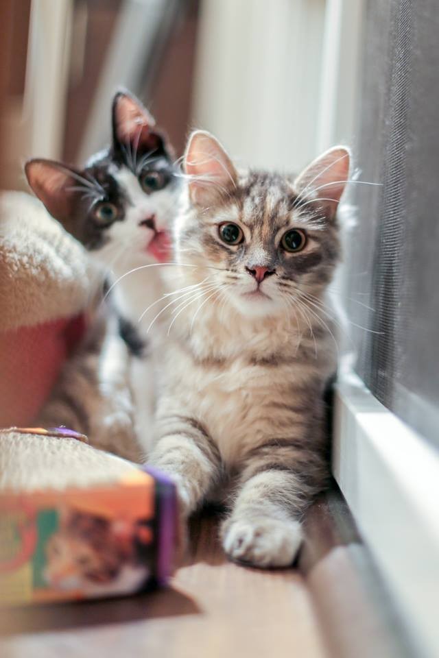 Язык второго плана.