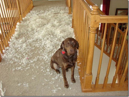 funny-cats-dogs-destroy-house-015