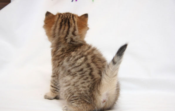 кот, кошка, котенок. кот, кошка, котенок.