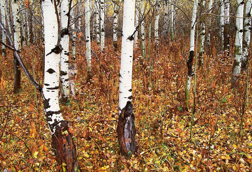 animal-camouflage-photography-art-wolfe-3