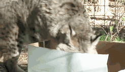 Большие кошки кошачьими делами, смешные тигры львы, анимация большие кошки, анимация тигры львы