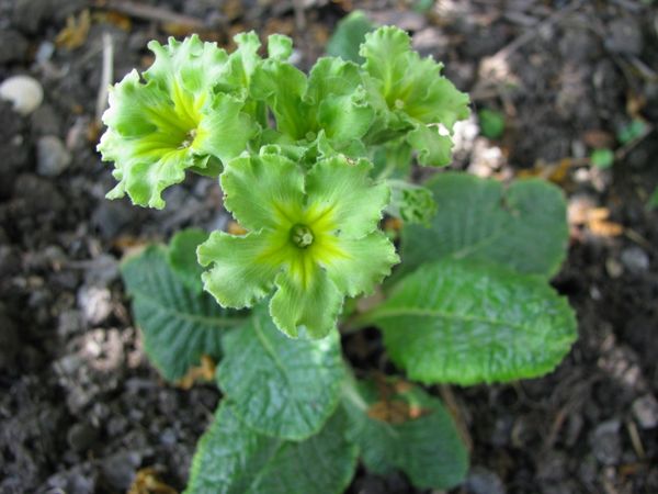 Primula hybrida Francesca