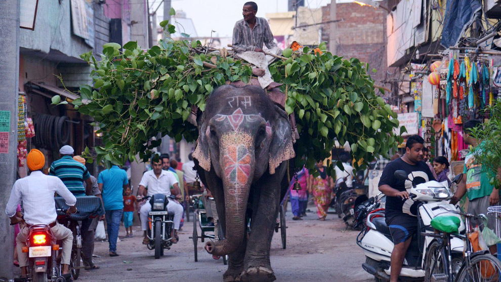 Погонщик со своим слоном на улице в Амритсаре
