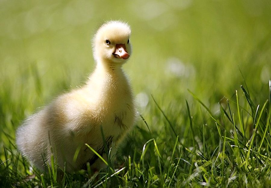 NewPix.ru - ������������ ���������� ��������