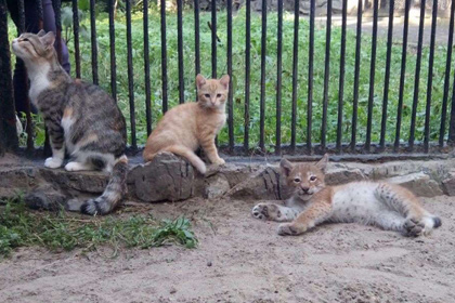 В Новосибирске домашняя кошка выкормила рысь В Новосибирске домашняя кошка выкормила рысь