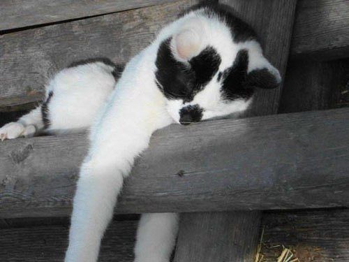 Как спят коты и кошки Как спят коты и кошки...