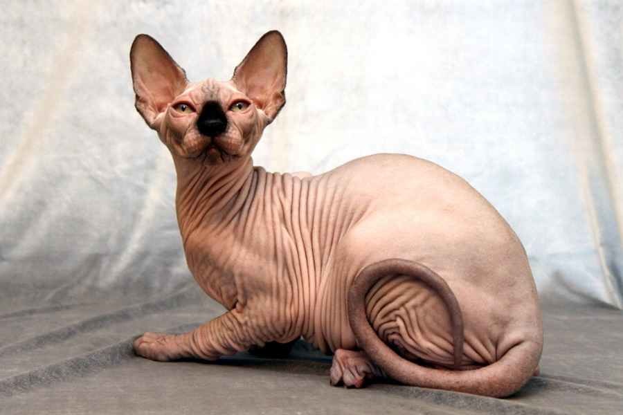 Самые дорогие породы кошек