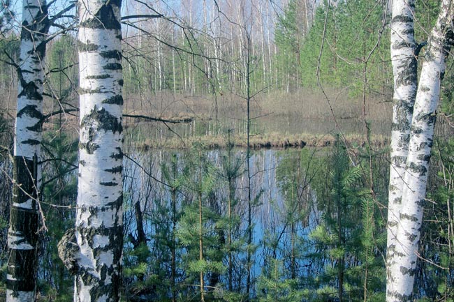 Нижегородский басс. Илья Нужин басс2.jpg