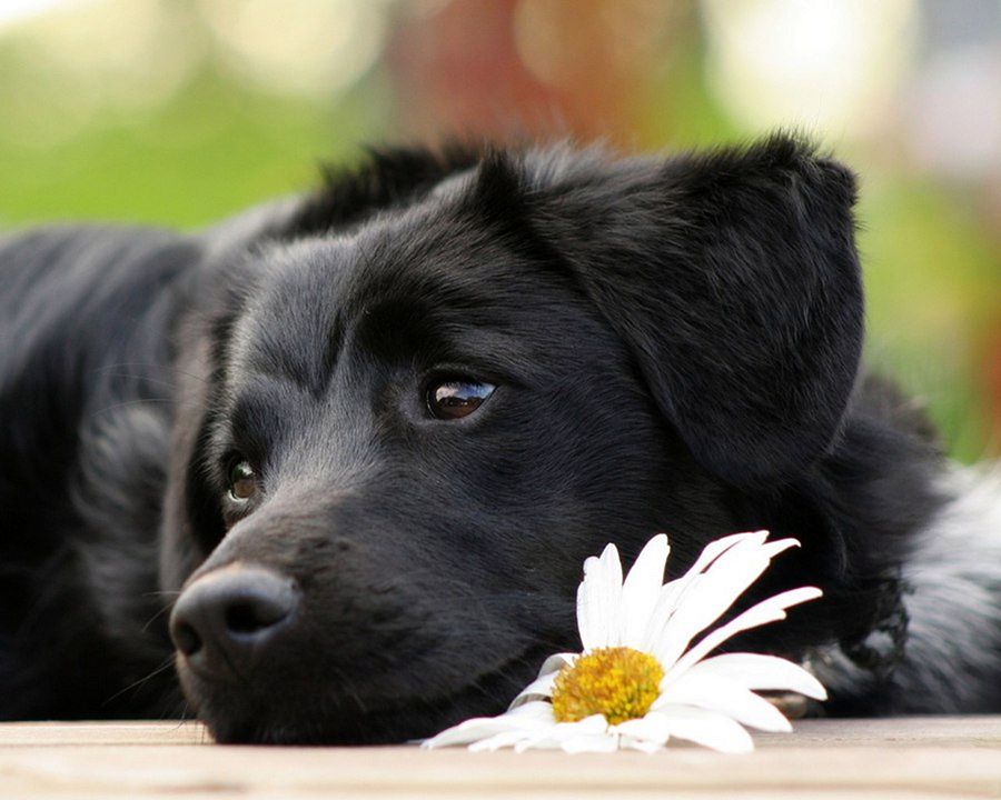 NewPix.ru - ������������ ���������� ��������