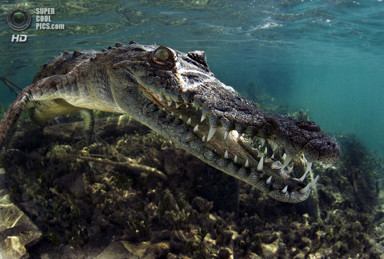 : Wide-angle/Close Focus. 2 . (Gleb Tolstoy/UnderwaterPhotography.com)