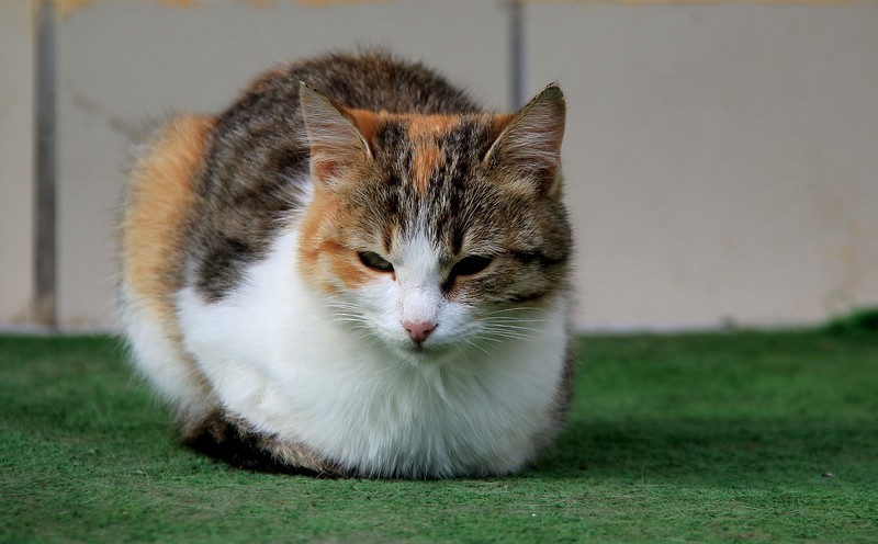 Умные они, йошкин кот!) Умные они, йошкин кот!)