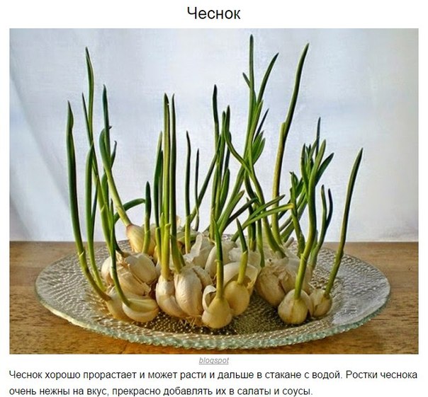8 овощей, которые можно купить один раз, а потом выращивать всегда 8 овощей, которые можно купить один раз, а потом выращивать всегда
