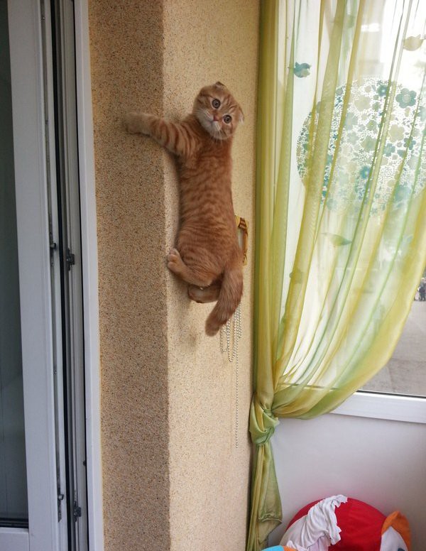 Прикольные животные, которых не плохо кормят животные, коты, прикол, юмор