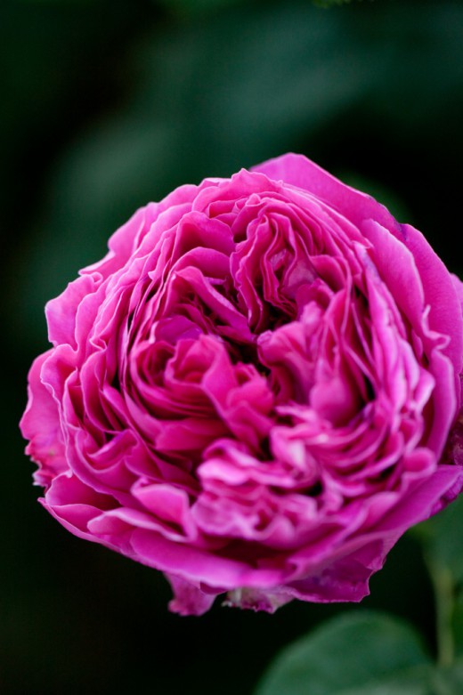 Кустовая роза «Отелло»