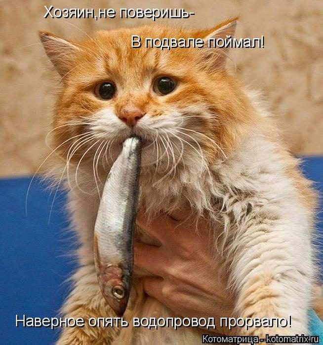 Лучшие котоматрицы недели