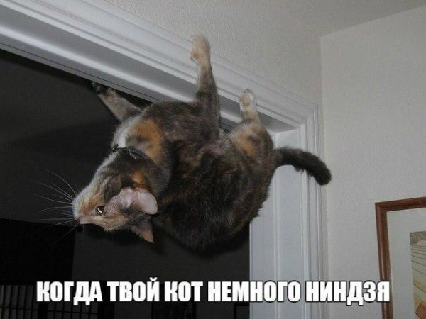 Пятничные котики)))