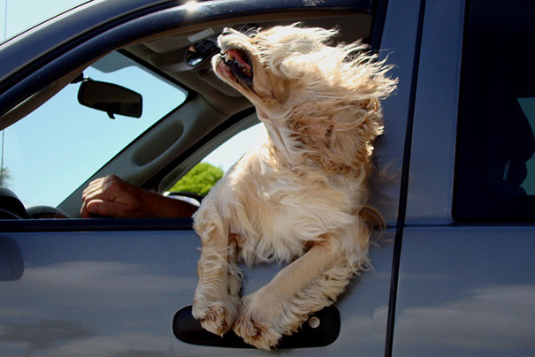 50 собак, обожающих поездки на машине машина, поездка, собака