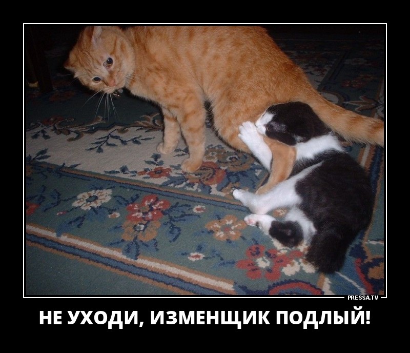 ДЕМОТИВАТОРЫ + ДЕМОТИВАТОРЫ +