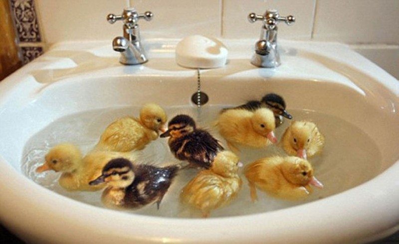 Отдыхают с парнями Отдыхают с парнями ванна, вода, домашние питомцы, животные, милота, позитив