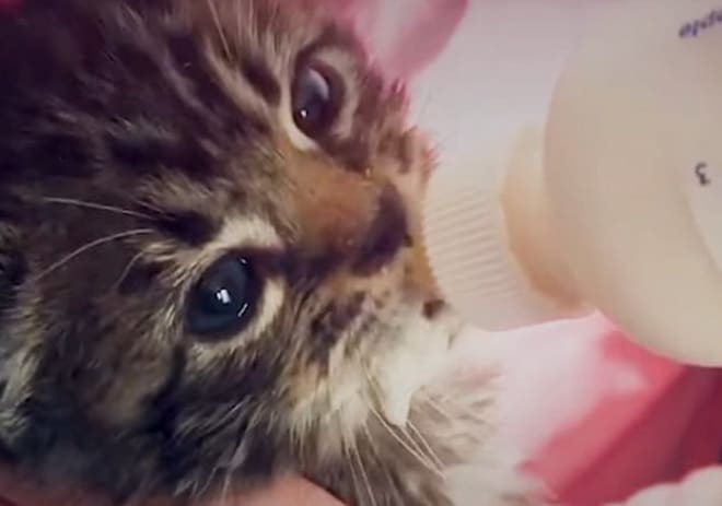 «Только не плакать!» — говорил мужчина котенку