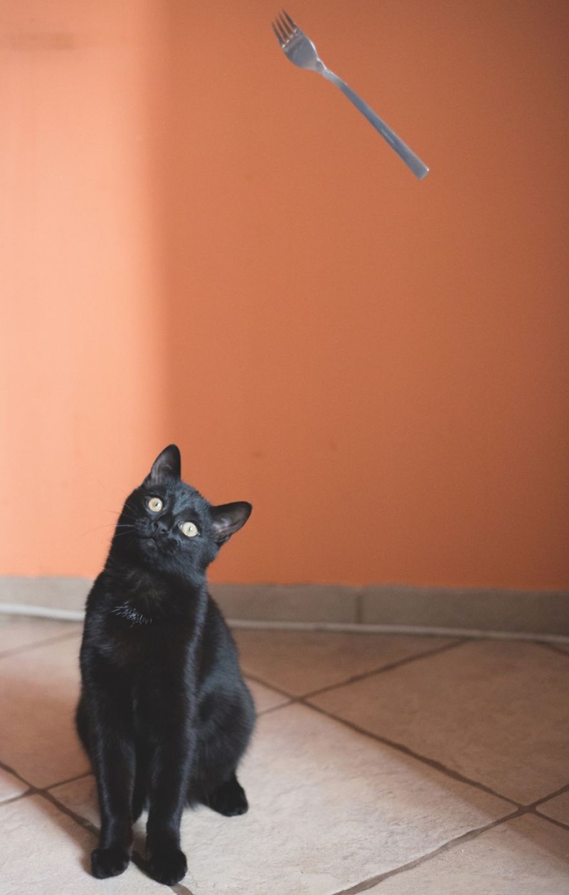 black cat essay black cat essay
