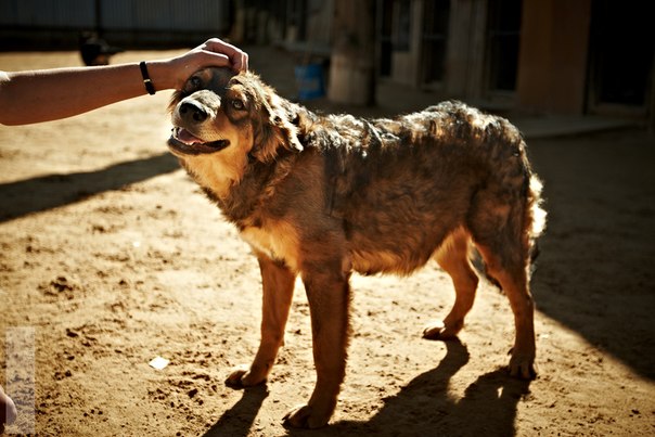 Реальность сложного, но приятного хобби. Я владелец приюта......