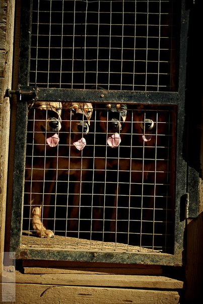 Реальность сложного, но приятного хобби. Я владелец приюта......