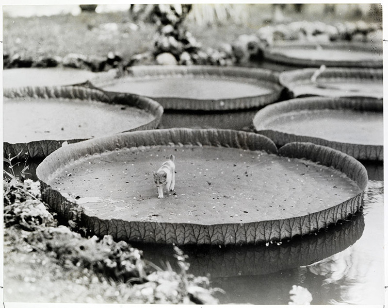 1. Котенок на борту кувшинки Виктория регия. Филиппины, 1935 national geographic, история, природа, фотография