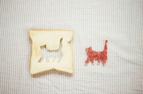 bread-bright-cat-cat-lover-Favim.com-2099834