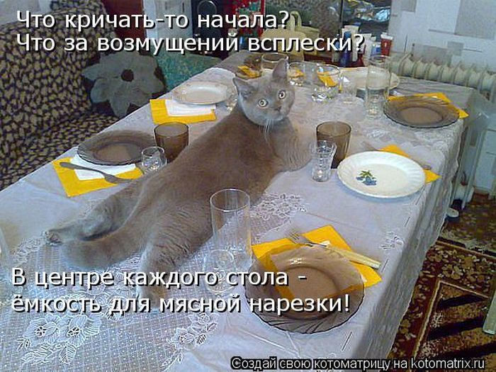 Лучшие котоматрицы недели (50 фото)