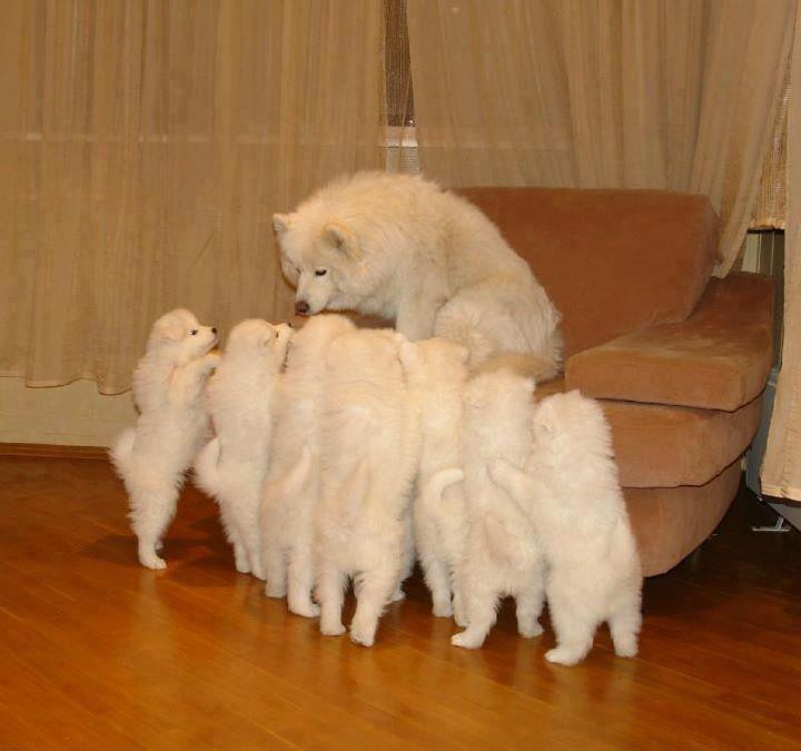 собака и щенок