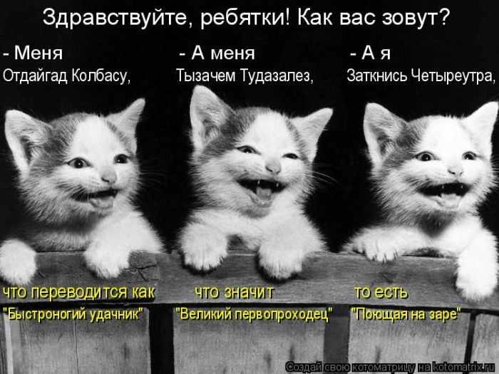 Лучшие котоматрицы прошедшей недели