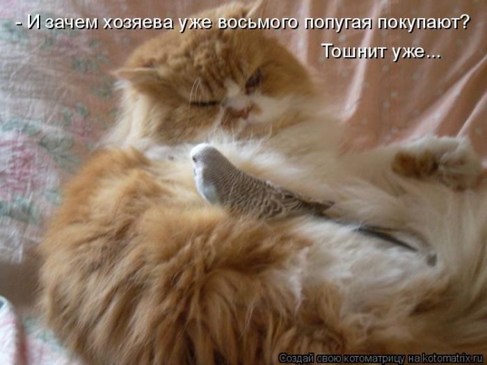 Лучшие котоматрицы недели