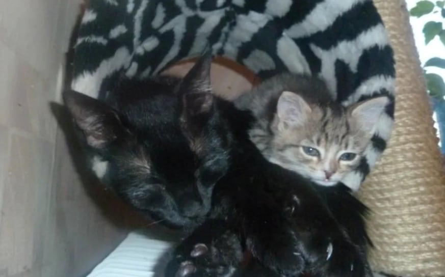 коты отдыхают