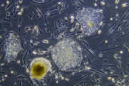 Строение кожи лица: клетка в микроскоп