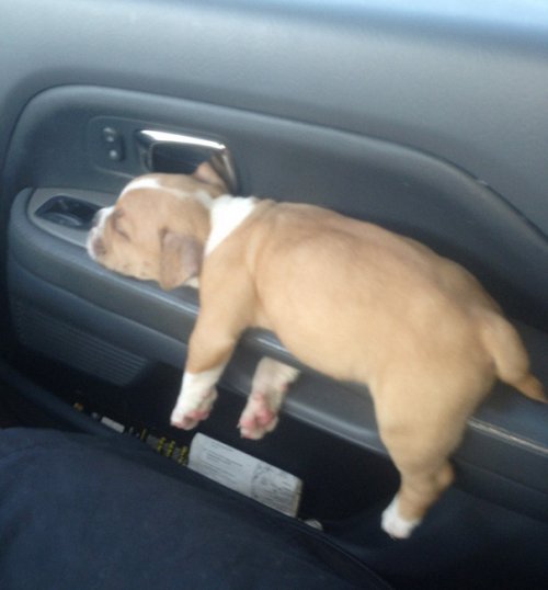 Домашние животные, уснувшие в самых неожиданных местах и позах (37 фото) Домашние животные, уснувшие в самых неожиданных местах и позах (37 фото)