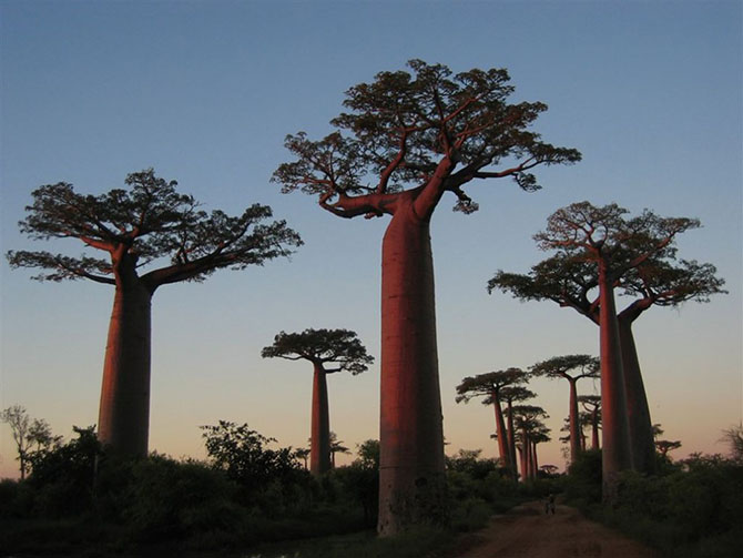 Самые впечатляющие деревья в мире