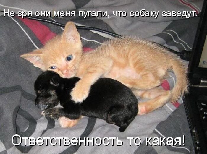 Котоматрица. Часть 2. (45 фото)