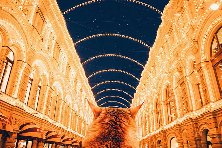 кот