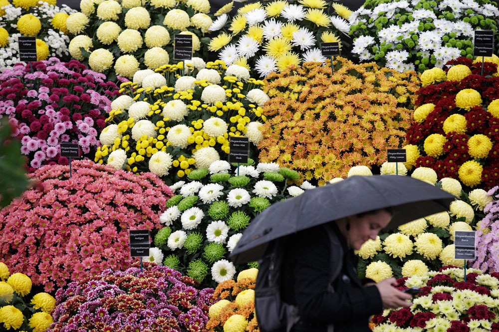 Впечатляющие фото с Chelsea Flower Show 2015