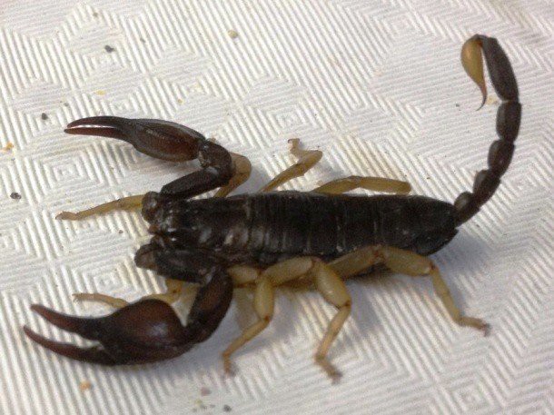 15. Европейский желтохвостый скорпион (European yellow-tailed scorpion) 15. Европейский желтохвостый скорпион (European yellow-tailed scorpion) животные, факты