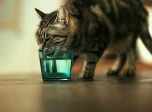 «Непьющие» кошки