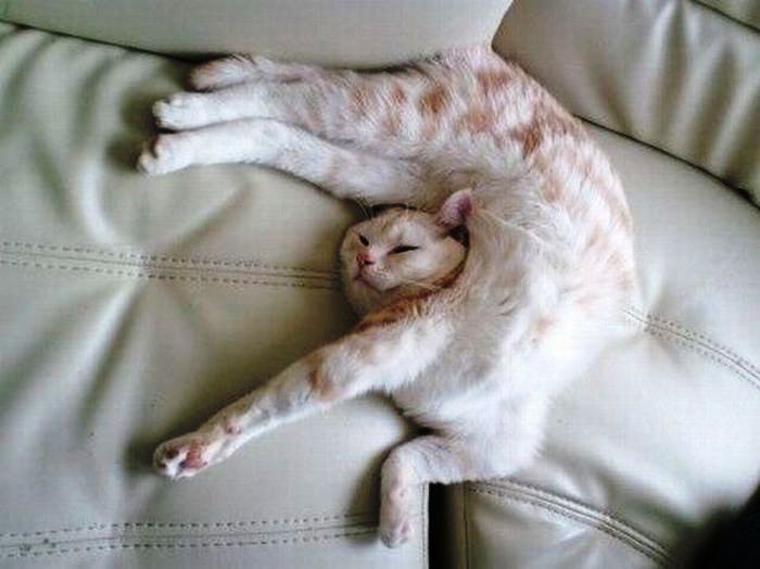 Котямяуки милаши (просто смешные и забавные фотки котэ) кошки, милые киски, прикол, прикольные котэ, смешные кошки, юмор