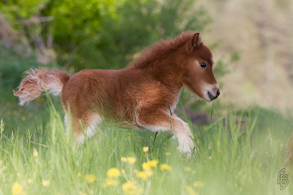 15 крошечных лошадок, похожих на игрушки животные, лошадки, милые