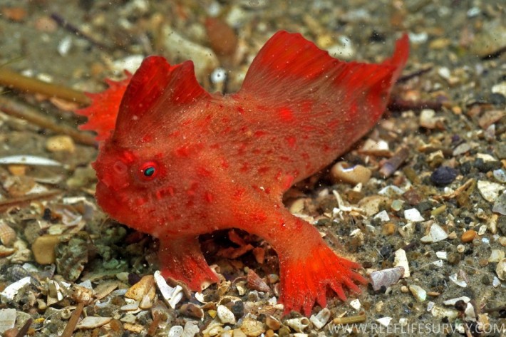 Рыбка с руками - Handfish (текст + фото) Рыбка с руками - Handfish (текст + фото)