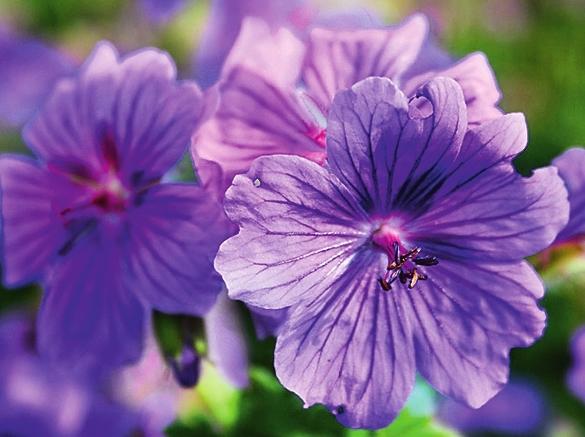   Geranium magnificum