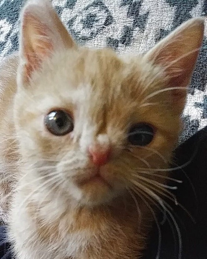 Необычного котенка хотели отдать другим людям, но малышка придумала, как остаться в родном доме!