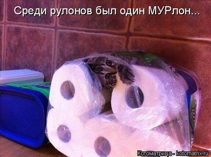 Лучшие котоматрицы недели